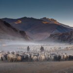 The-trail-of-India-Cashmere-goat-men-1024x774